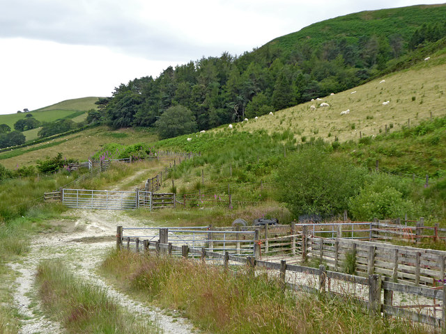 Sheep pens and woodland by Esgair Ganol in Powys