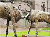 V9690 : The Red Deer of Ireland by David Dixon