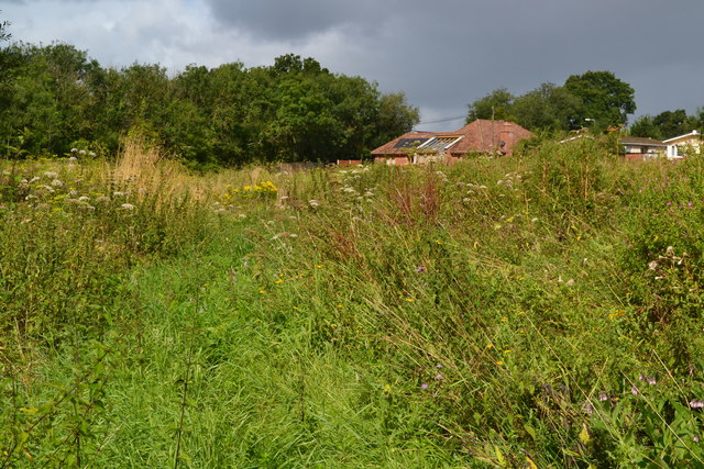 Footpath through field at Colden Common