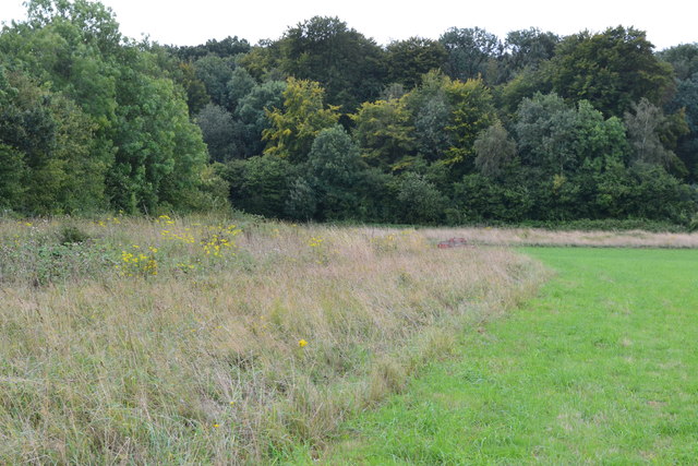 Field margin west of Horsham Copse