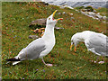 V3296 : Hungry Gulls on the Slea Head Drive by David Dixon