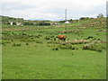 Pasture at Balvicar