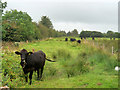 R0109 : Cows Grazing to the east of Castleisland by David Dixon