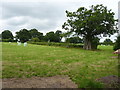 Field near Malt House Farm