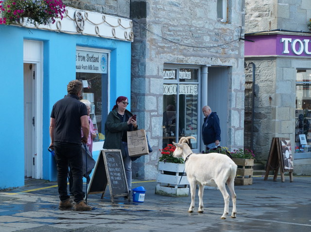 Connor the Goat on Commercial Street, Lerwick