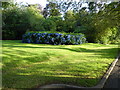 Garden with Hydrangeas