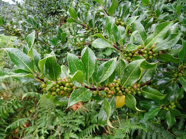 Green holly  berries