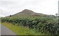 Bracken along the verge of the B134 above Lislea