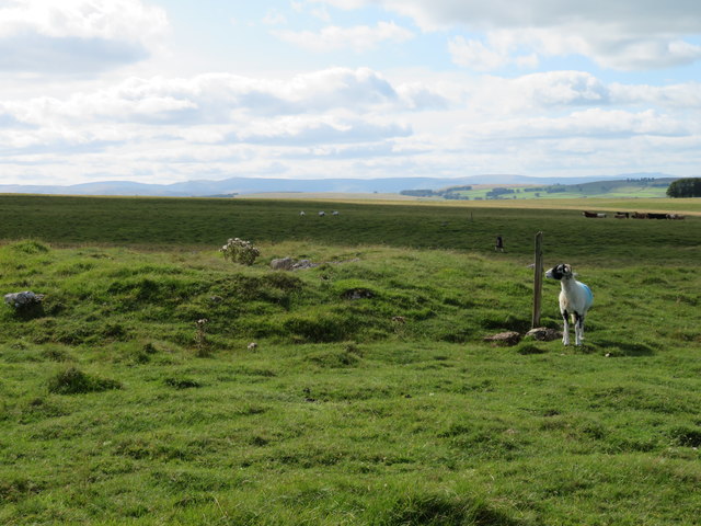 Bronze Age round cairn on Gaythorne Plain