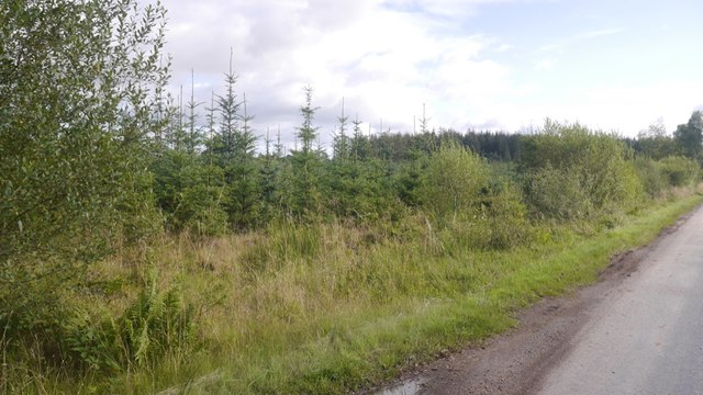 Young trees, Gask Ridge © Richard Webb :: Geograph Britain and Ireland