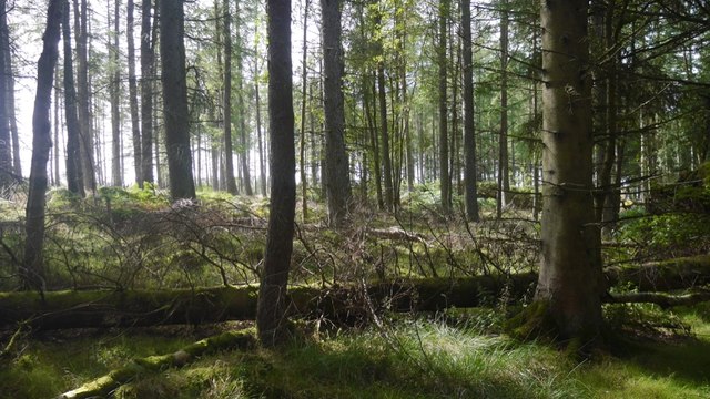 Woodland, Gask Ridge © Richard Webb cc-by-sa/2.0 :: Geograph Britain ...