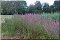 Flowers by Sarratt Pond