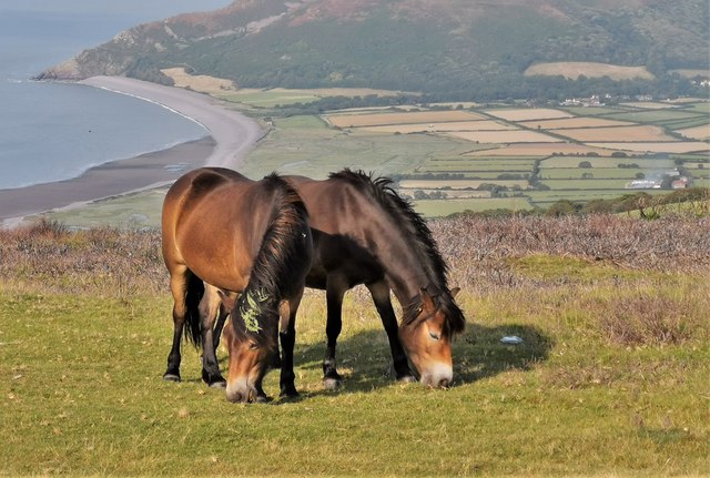 Exmoor ponies above Porlock