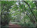 Path in Juniper Dell