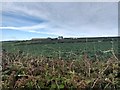 Looking towards South Bosvargus Farm