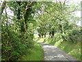 Avenue of trees on the Duburren Road