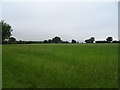 Grassland, Lydiard Green