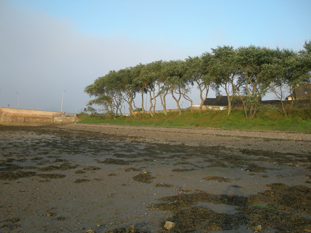 Tree-lined bank on Rossie Island by the New Bridge