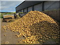 Cattle-fodder by sheds at Preston, Scottish Borders