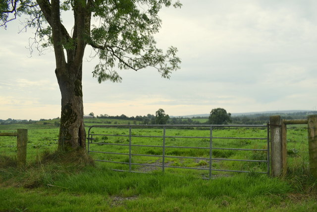 Tree and gate, Mullanatoomog © Kenneth Allen :: Geograph Ireland