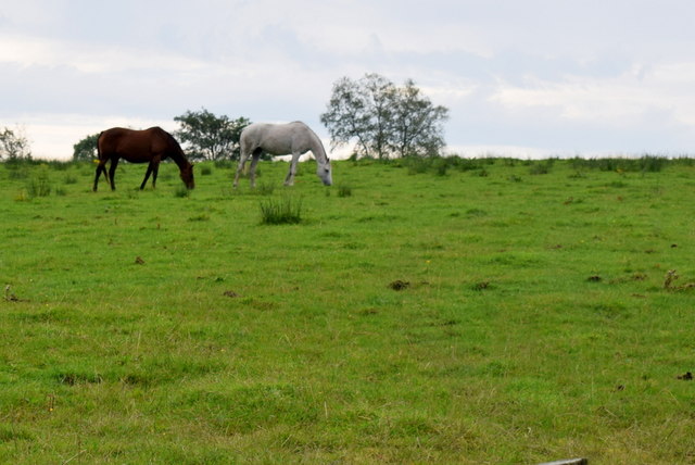 Horses grazing along a hillside,... © Kenneth Allen cc-by-sa/2.0 ...