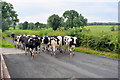 Cattle drive, Mullanatoomog