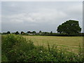 Cut silage field towards Hill Field Farm