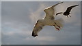 SN5882 : Gulls at Aberystwyth by Peter Trimming