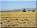 Golden field near Meiklehall