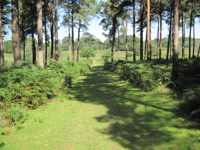 Track exiting Pitts Wood Inclosure