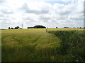 Cereal crop and hedgerow