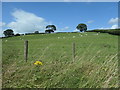 Sheep grazing east of Bryncoch