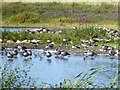 SE3663 : Birds on the West Lagoon, Staveley Nature Reserve by Oliver Dixon