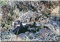 NN5965 : Newborn red deer on Beinn Mholach by Alan Reid