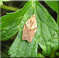 Light Brown Apple Moth, Epiphyas postvittana