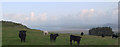 Cattle, Merthyr Farm