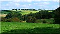 Wooded glen of the upper reaches of the White Cart Water