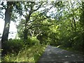 Tree-lined road (B3165) north-east of Monkton Wyld Cross