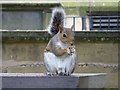 SP3379 : Grey squirrel by Philip Halling