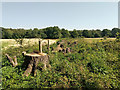 Cut down hedgerow, St Modwen Park, Gatwick