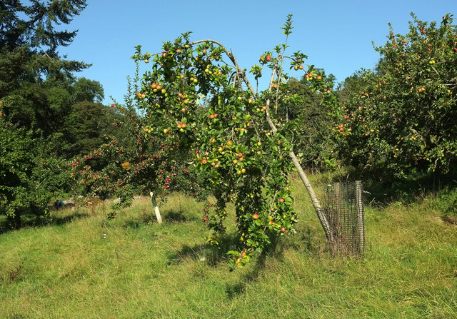 Apple trees, Lustleigh Town Orchard