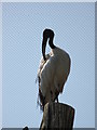 Black-headed Ibis preening at Birdworld nr. Farnham