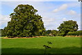 Trees in field near Hatherden