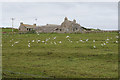 Gulls below Grutha Farm