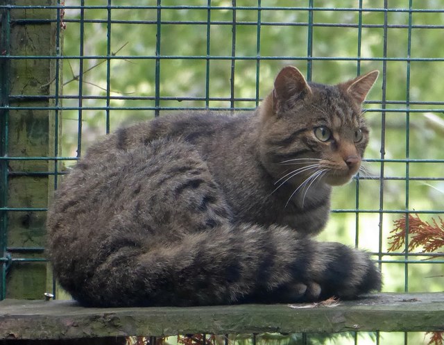RZSS HWP - Scottish Wildcat - Felis silvestris silvestris