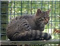 RZSS HWP - Scottish Wildcat - Felis silvestris silvestris