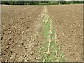 An harvested oilseed rape crop ploughed in, near Leitholm in the Scottish Borders