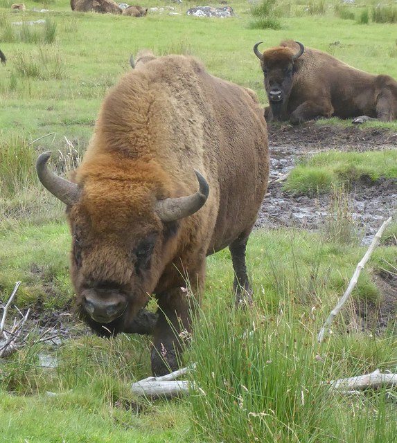 Rzss Hwp - European Bison - Bison © Rob Farrow Cc-by-sa 2.0 