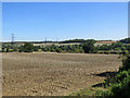 Littlebury: fields and woods in August