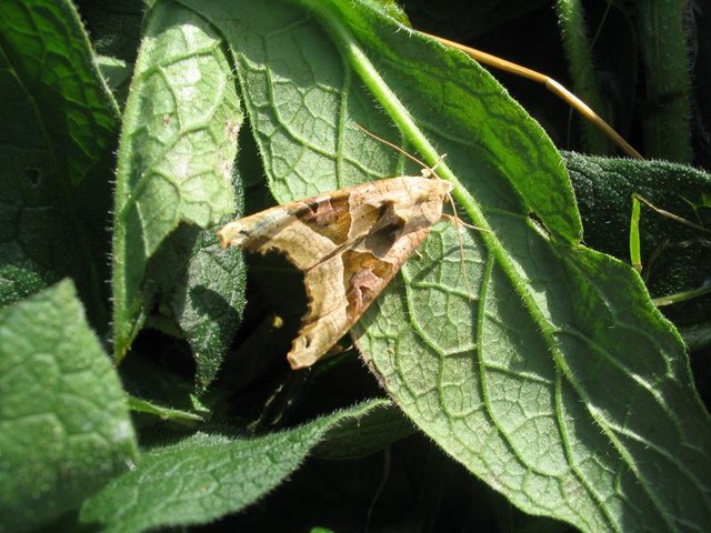 Angle shades moth on comfrey leaves